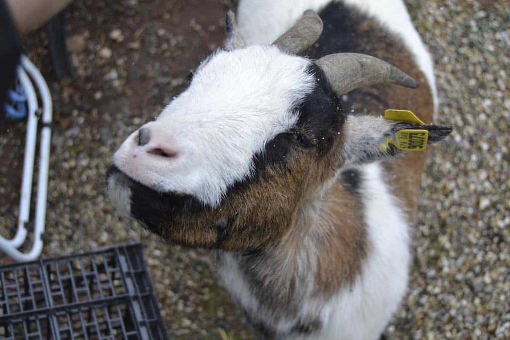 Gite Hansel De La Ferme Du Schneeberg Wangenbourg-Engenthal Exteriér fotografie